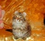 Munchkin lindos gatitos ///munchkin