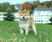 Perrito impresionante de shiba inu es amistoso