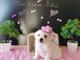 Preciosa camada de Bichón Maltes dulce cachorros navidad - Foto 1