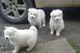 Preciosos cachorros de podencos samoyedo