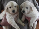 Preciosos cachorros Golden, oportunidad - Foto 1