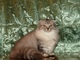 Preciosos gatitos munchkin