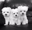 Regalo bichon maltes toy mini