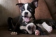 Regalo boston terrier perritos - Foto 1