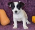 Regalo cachorros jack russell