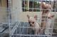 REGALO Cachorros mini Chihuahua Macho y hembra - Foto 1