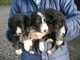 Regalo collie barbudo cachorros