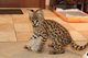 Regalo gatitos bebés de sabana bonita pedigrí en adopció