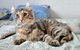 Regalo gatitos bengal en adopcion - Foto 2