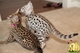 Regalo gatitos de pedigri de bengala