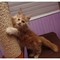 Regalo Gatitos MAINE COON bonita masculinos y femeninos gatit - Foto 1