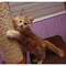 Regalo gatitos maine coon bonitapedigrí en adopción