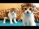 Regalo gatitos Scottish fold en adopcion - Foto 1
