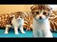 Regalo gatitos scottish fold en adopcion