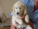 Regalo golden retriever cachorros