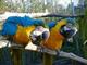Regalo guacamayo azul y oro