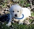 Regalo Lindo Golden Retriever Cachorros - Foto 1