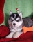 Regalo Lindo Siberian Husky - Foto 1