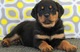 Regalo Maravilloso Cachorros Rottweiler - Foto 1