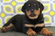 Regalo maravilloso cachorros rottweiler