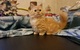 Regalo preciosos gatitos munchkin para adopcion