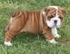 Regalo Regalo Bulldog ingles - Foto 1