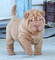 Regalo Regalo Shar pei - Foto 1