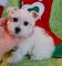 Vendo cachorros de Schnauzer miniatura navidad - Foto 1