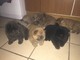 2 Chunky Kc Reg Chow Chow Pups Restante - Foto 1