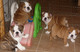 4 cachorros de bulldog inglés ... GRATIS - Foto 1