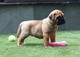 Adorables cachorros Bullmastiff disponibles - Foto 1