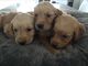 Beautiful Dark Red Working Goldie Pups - Foto 1