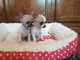 Brillantes cachorros de chihuahua - Foto 1