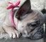 Bulldog Frances - Foto 1