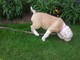 Cachorro de bulldog inglés de calidad en venta - Foto 1