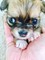 Cachorros chihuahua, super mini, pelo largo, vacunados, desconcha