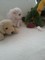 Cachorros de Bichon Maltese para la adopción - Foto 1