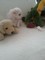 Cachorros de bichon maltese para la adopción