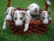 Cachorros de bull terrier con encanto