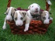 Cachorros de bull terrier con encanto - Foto 1