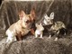 Cachorros de bulldog francés - Foto 1