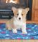 Cachorros de corgi - Foto 1