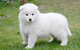 Cachorros de samoyedo blanco puro para ti