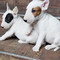 Cachorros inteligentes bull terrier listos para ir - Foto 1