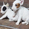 Cachorros inteligentes bull terrier listos para ir