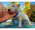 Cachorros inteligentes bull terrier listos para ir