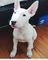 Cachorros inteligentes bull terrier listos para ir