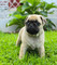 Cachorros pug - Foto 1