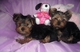 Cachorros yorkie muy inteligentes - Foto 1