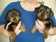 Cachorros yorkshire terrier de alta calidad disponibles - Foto 1